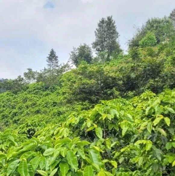 Giới thiệu về vùng trồng cà phê Comayagua ở Honduras, Trung Mỹ
