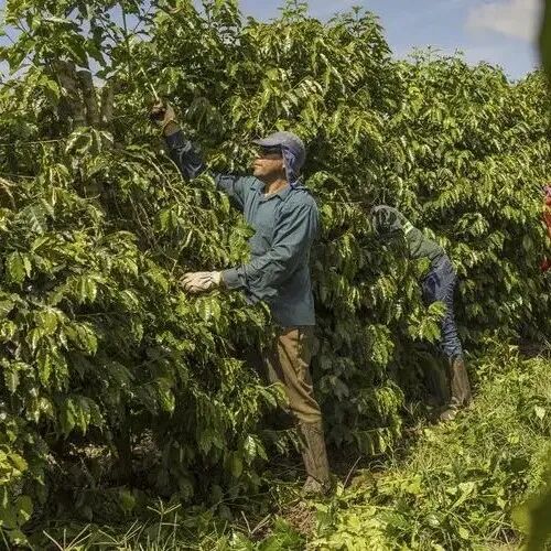 Giới thiệu về bang Espírito Santo, vùng trồng cà phê Brazil, Nam Mỹ