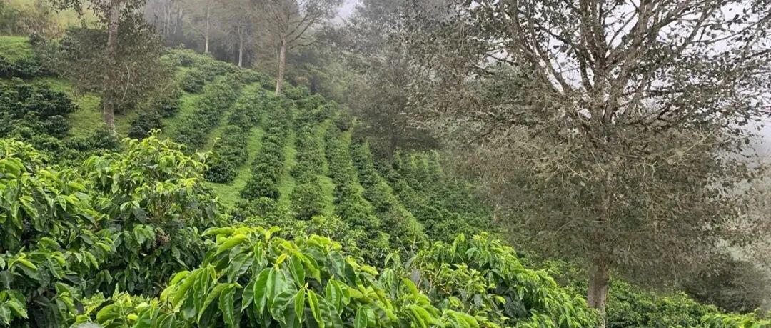 Giới thiệu về tỉnh Pichincha, vùng trồng cà phê Ecuador, Nam Mỹ