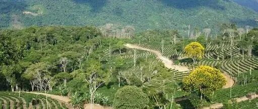 Giới thiệu vùng trồng cà phê Bolivia, Nam Mỹ