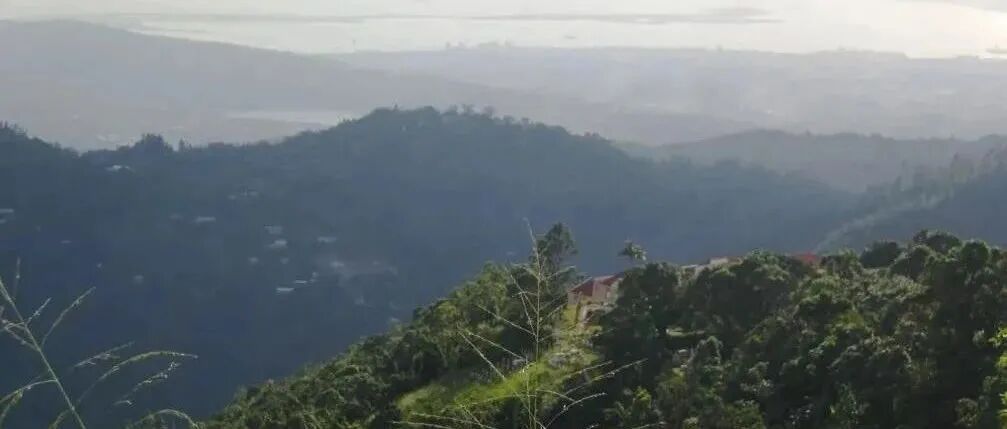 Cà phê Blue Mountain thực sự là gì? Blue Mountain có estate nổi tiếng nào không?