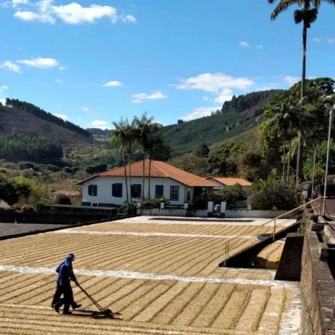 Cà phê đặc sản Brazil được sản xuất ở vùng nào? Có những estate nào?
