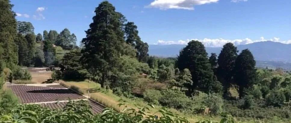 Costa Rica có những vùng trồng cà phê nổi tiếng nào? Chúng có đặc điểm gì?