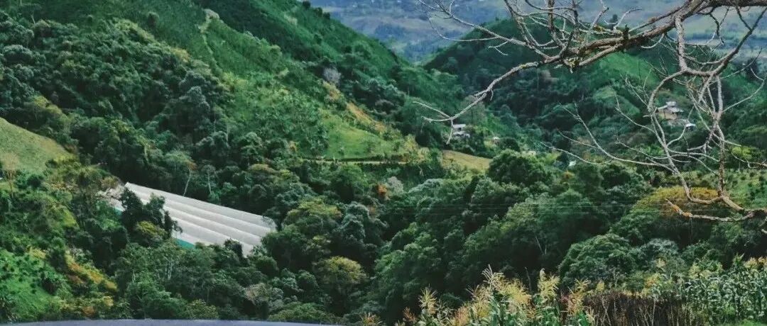 Ngành cà phê Colombia đã phát triển như thế nào, có những vùng sản xuất nổi tiếng nào