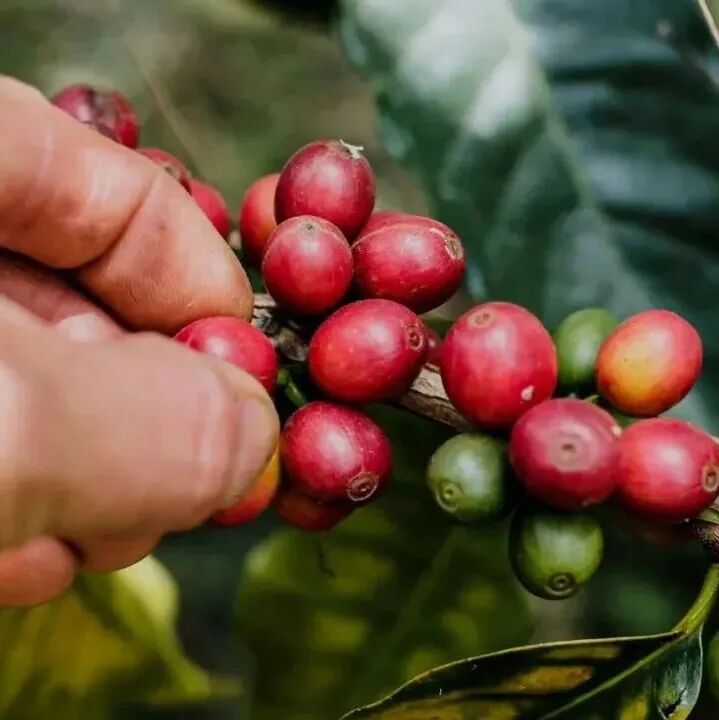 Bốn giống cà phê độc quyền của Colombia: Colombia, Tabi, Castillo, Cenicafé1