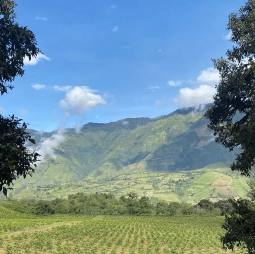 Cà phê Ecuador chủ yếu được trồng ở khu vực nào? Tỉnh Chimborazo có những estate nổi tiếng nào?