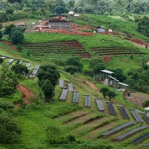 Giải thích chi tiết các giống cà phê phổ biến tại các vùng trồng cà phê trên toàn cầu (Phần 1)