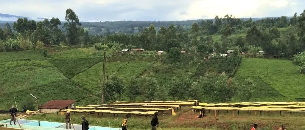 Tìm hiểu những giống cà phê phổ biến nhất của Kenya: SL28, SL34