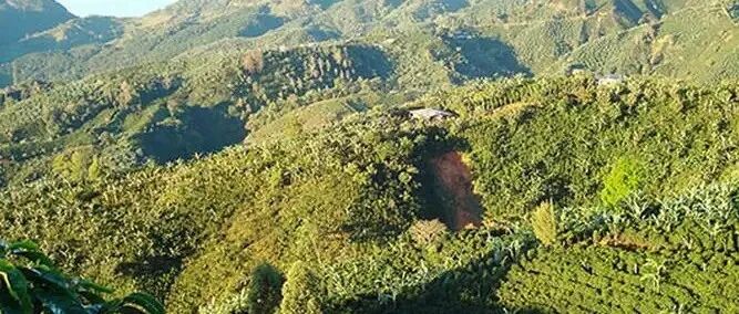 Cà phê Costa Rica có đặc điểm gì, hạt cà phê được phân loại như thế nào