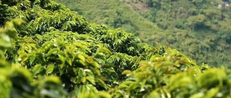 Cà phê Colombia có đặc điểm gì, được phân loại như thế nào
