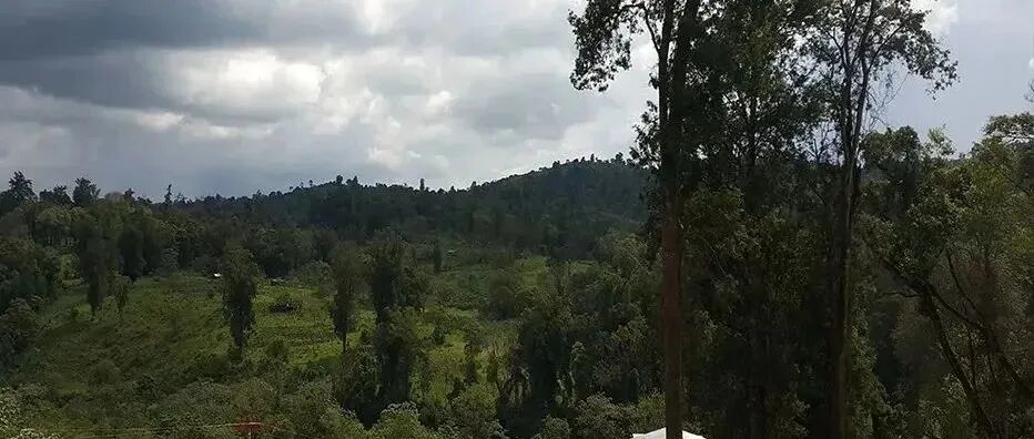 Cà phê Yirgacheffe Ethiopia có đặc điểm gì, cà phê nhân xanh của nước này được phân loại như thế nào