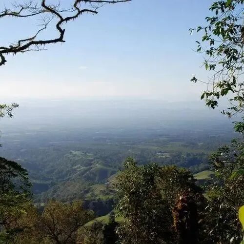 Khu vực trồng cà phê Panama có đặc điểm gì? Hacienda La Esmeralda phân loại như thế nào