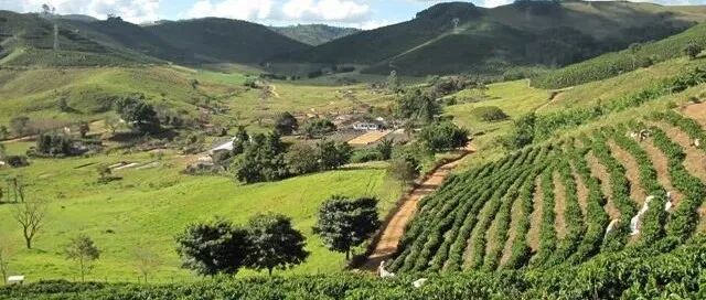 Cà phê bang São Paulo, Brazil có đặc điểm gì, có những estate nổi tiếng nào