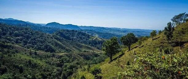 Vùng Volcán của Panama có những estate nổi tiếng nào? Estate Hartmann có đặc điểm gì?