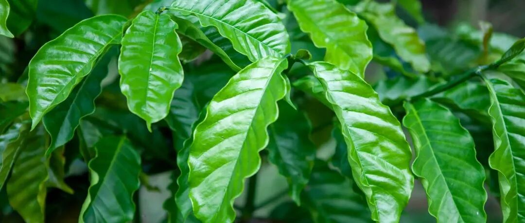 Quê hương của Robusta là ở đâu? Robusta chủ yếu được trồng ở những quốc gia nào?