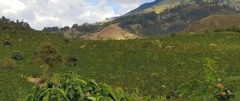 Vùng cà phê Nariño của Colombia có đặc điểm gì? Có những estate nổi tiếng nào?