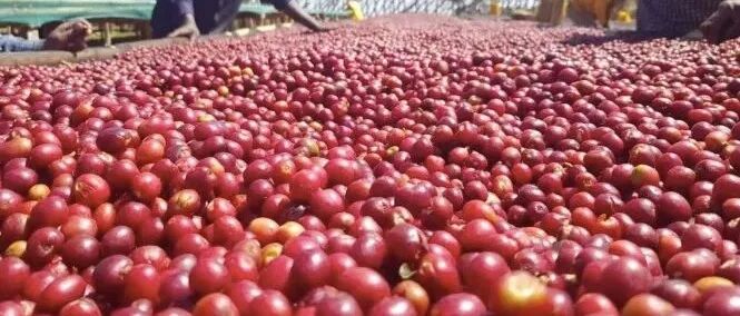 Vùng Guji của Ethiopia có đặc điểm gì? Hoa Khôi là loại hạt cà phê gì?