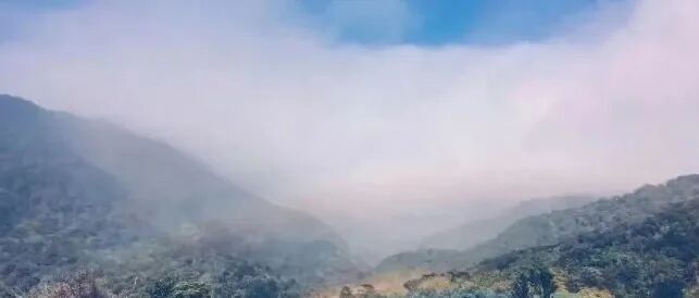 Geisha Panama có đặc điểm gì? Estates Nugu có gì đặc biệt?