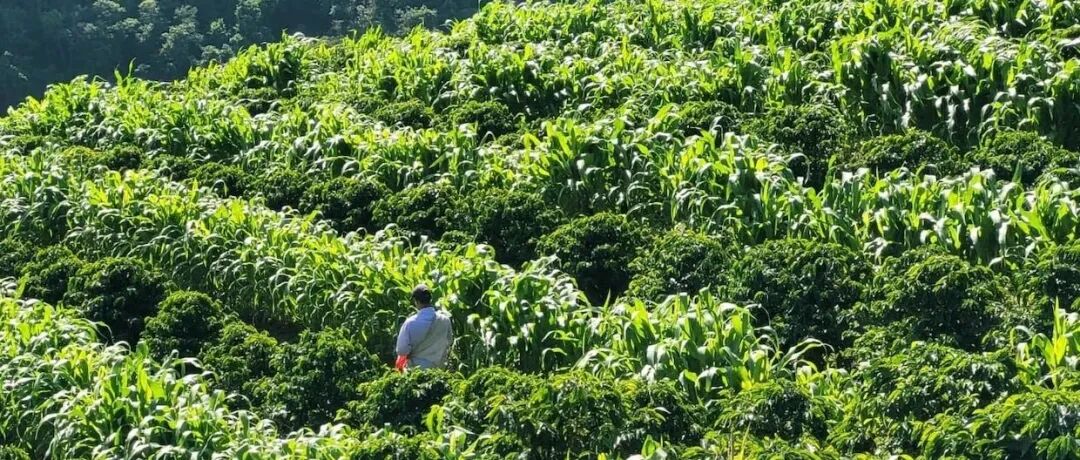 Cà phê Brazil chủ yếu phân bố ở đâu? Trồng cà phê ở bang Minas có lợi thế gì?