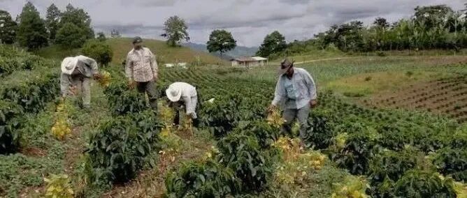 Cà phê Honduras có đặc điểm hương vị gì? Cà phê chủ yếu được trồng ở khu vực nào?