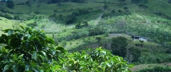 Có những trang trại cà phê nào ở Costa Rica? Cà phê có những đặc điểm hương vị gì?