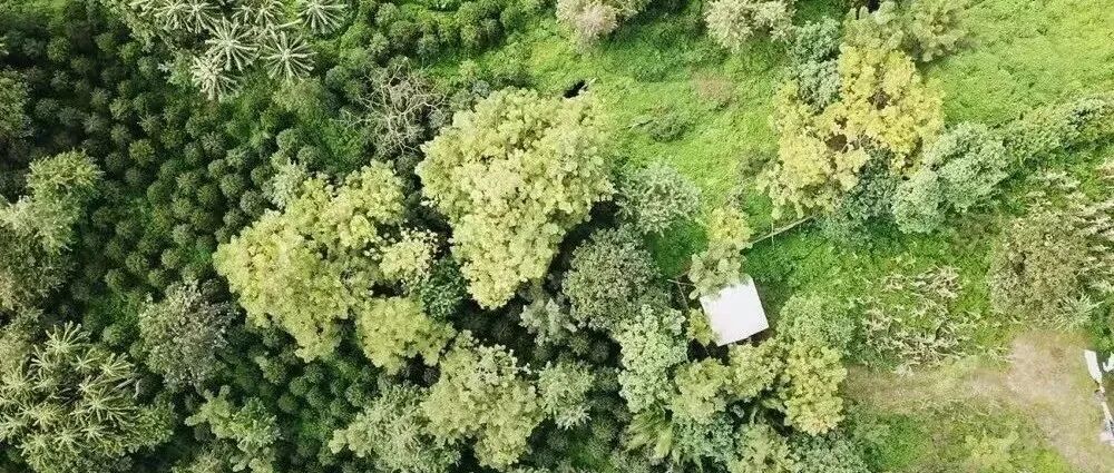 Làng Gesha Ethiopia ở đâu? Đặc điểm của Gesha từ Làng Gesha là gì?
