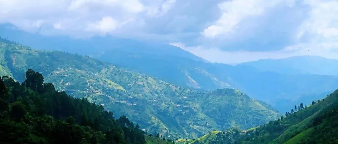 Tại sao cà phê Jamaica Blue Mountain lại đắt như vậy? Cà phê Blue Mountain có đặc điểm gì?