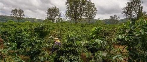 Cà phê Tanzania chủ yếu được trồng ở đâu? Cà phê Tanzania có đặc điểm gì?