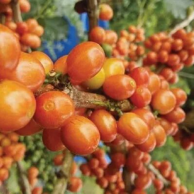 Có bao nhiêu màu sắc phổ biến của giống Bourbon?