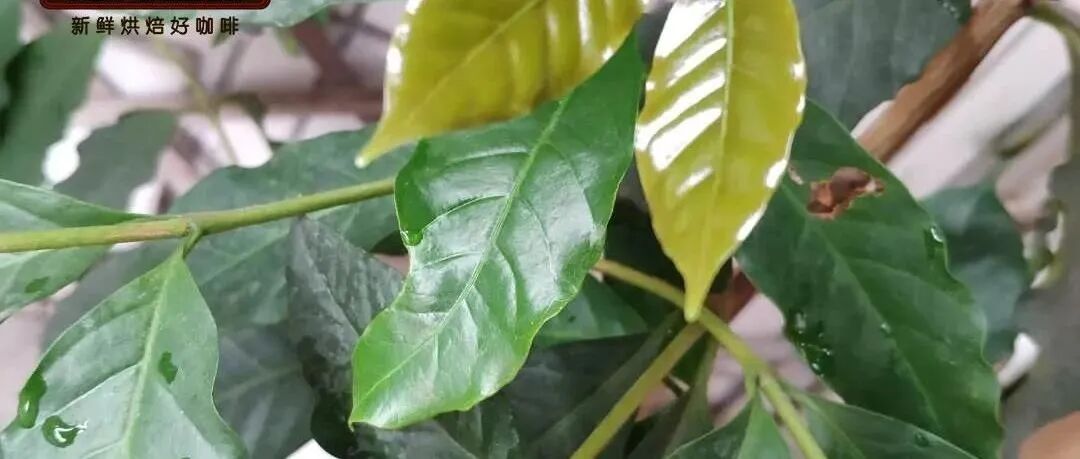 Tại sao Typica được gọi là 