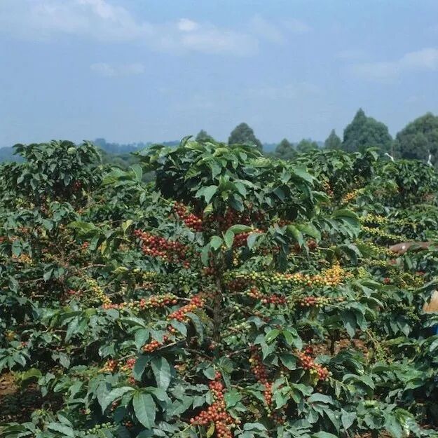 Tại sao cà phê Kenya lại chua đến vậy? Phương pháp chế biến K72 của Kenya là gì?