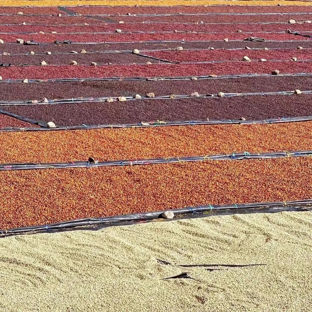 Tại sao phương pháp honey process lại phổ biến ở Costa Rica?
