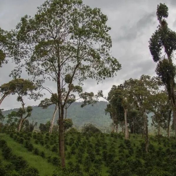 Các giống cà phê Ethiopia 74158, 74110 là gì?