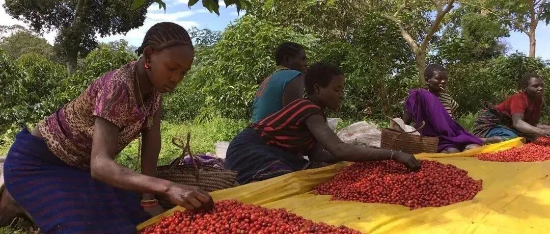 Phân loại cà phê Ethiopia được phân biệt như thế nào?