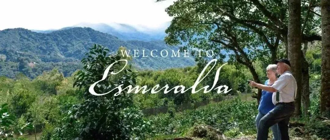 Geisha 1500 đã biến mất là gì? Hacienda La Esmeralda có bao nhiêu phân hạng?