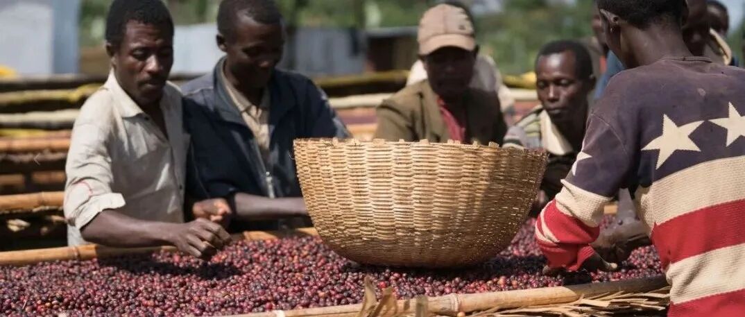 Tại sao hợp tác xã phổ biến hơn trong cà phê Ethiopia?