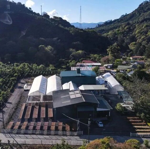 Costa Rica chủ yếu trồng những giống cà phê nào?