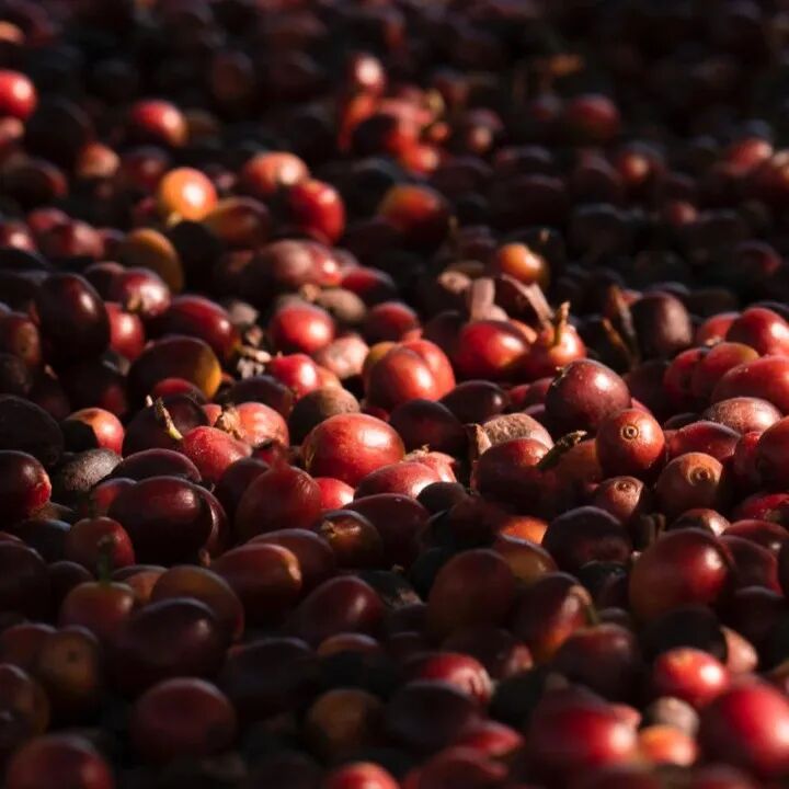 Giải thích chi tiết trong một bài viết! Ba cách phân loại chính của cà phê nhân xanh!