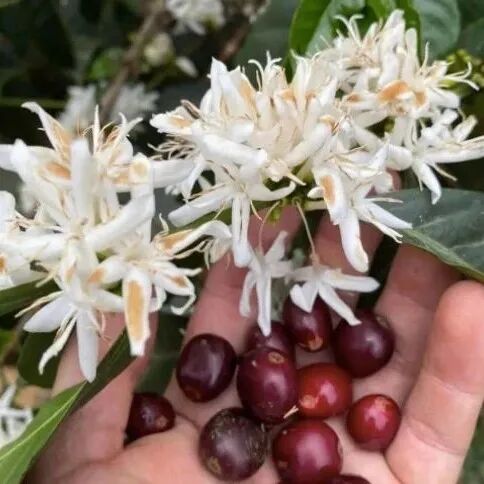 Giống cà phê Sidra là gì?