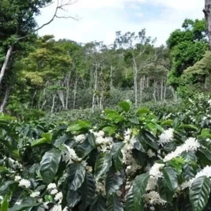 Nơi khởi nguồn của Geisha hóa ra không phải là Panama!?