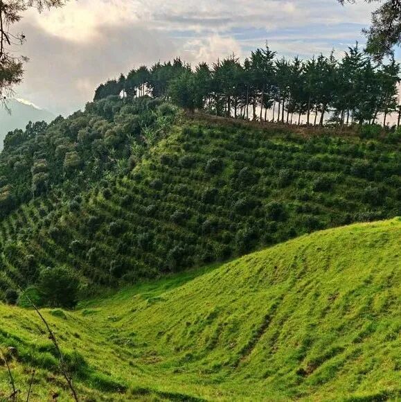 Vì sao vùng Tarrazu của Costa Rica lại nổi tiếng đến vậy?