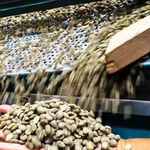 Hương “ủ kín” độc đáo của Mandheling đến từ đâu?