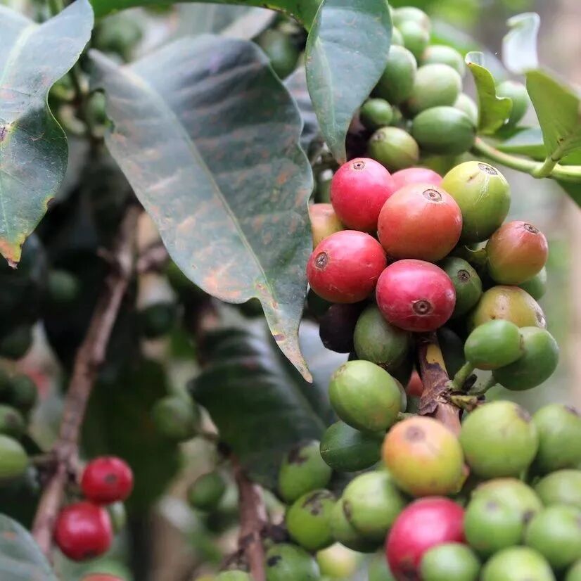 Kenya chủ yếu trồng giống cà phê gì?