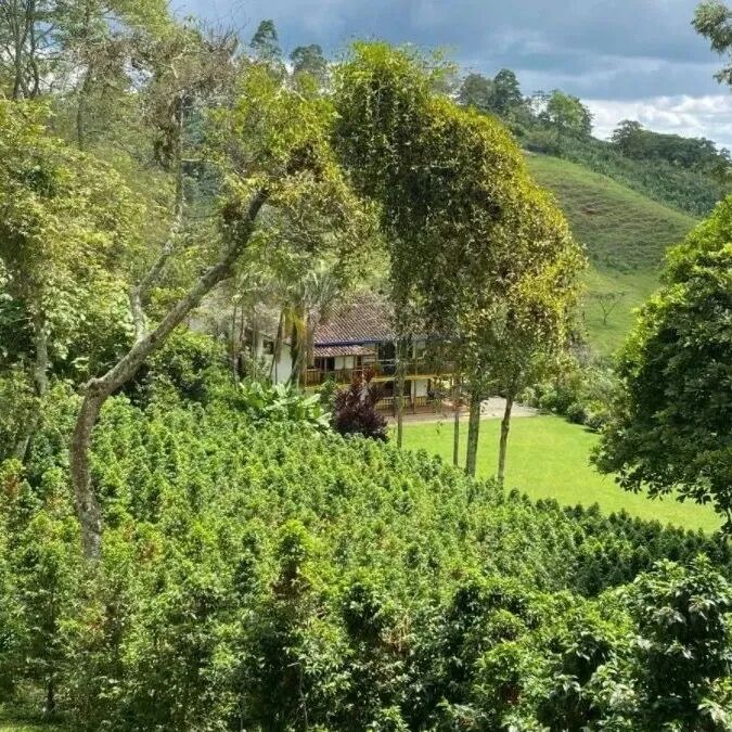 Estate Hy Vọng ở tỉnh Valle del Cauca, Colombia có đặc điểm gì