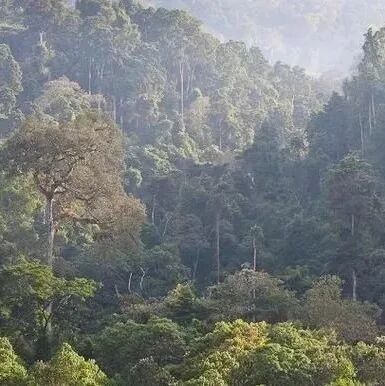 Rừng Kaffa, nơi khởi nguồn của cà phê Ethiopia, có những đặc điểm gì