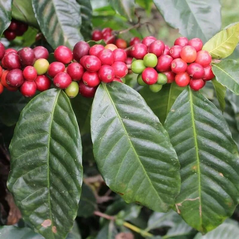Núi Kim Cương của Hacienda La Esmeralda là giống cà phê gì?