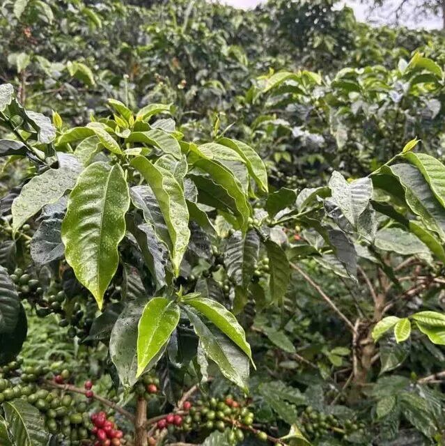Ombligon là giống cà phê gì?
