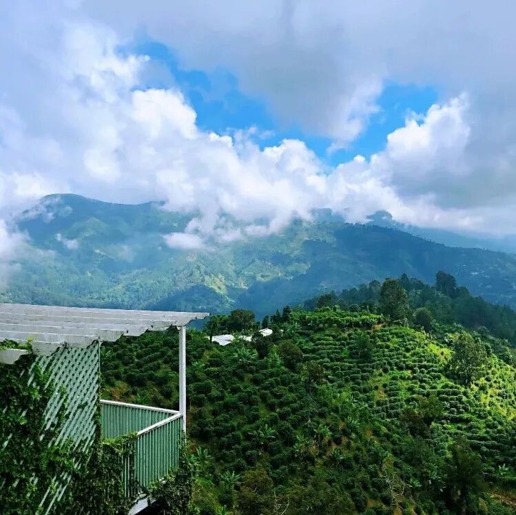 Tại sao cà phê Blue Mountain Jamaica lại đắt như vậy?