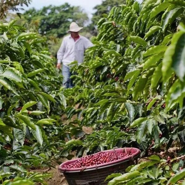 Giới thiệu đặc trưng cà phê Costa Rica