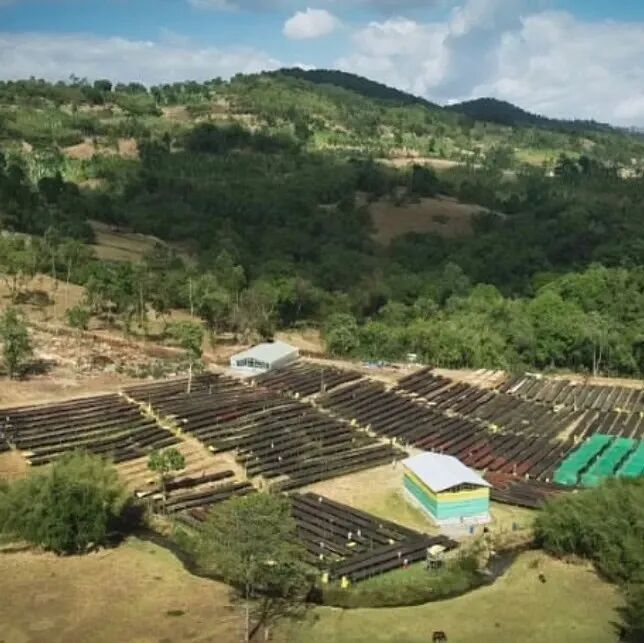 Cà phê vùng Sidamo của Ethiopia có đặc điểm gì?